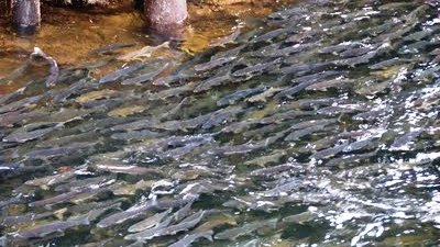 ketchikan salmon alaska creek tours popular spawning thousands