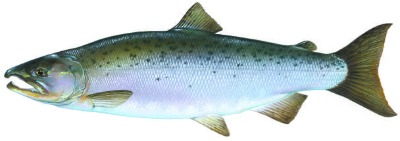 Coho Salmon are just some of the Ketchikan Salmon found in Alaska!