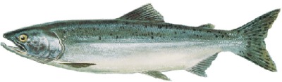 Types of Salmon found in Ketchikan Alaska & facts on the 5 species